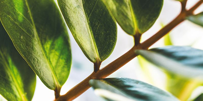 Powerful Natural Ingredients In Blink BL Lashes' Korean Skin Care Products