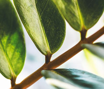 Powerful Natural Ingredients In BL Lashes' Lash Care Products